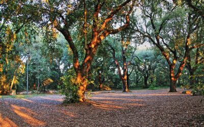 IL PARCO NAZIONALE DEL CIRCEO